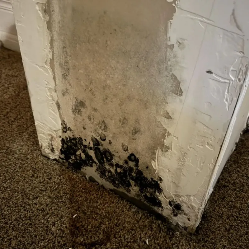 Professional Mold Removal in Orosi, CA
